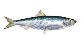 Sprats 1kg