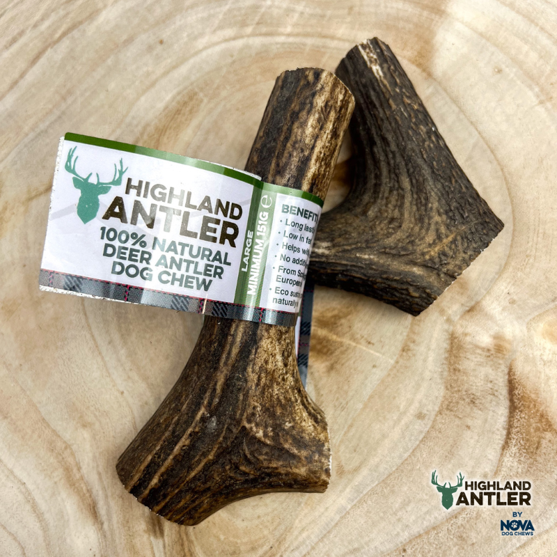 Antler Chew Whole LARGE