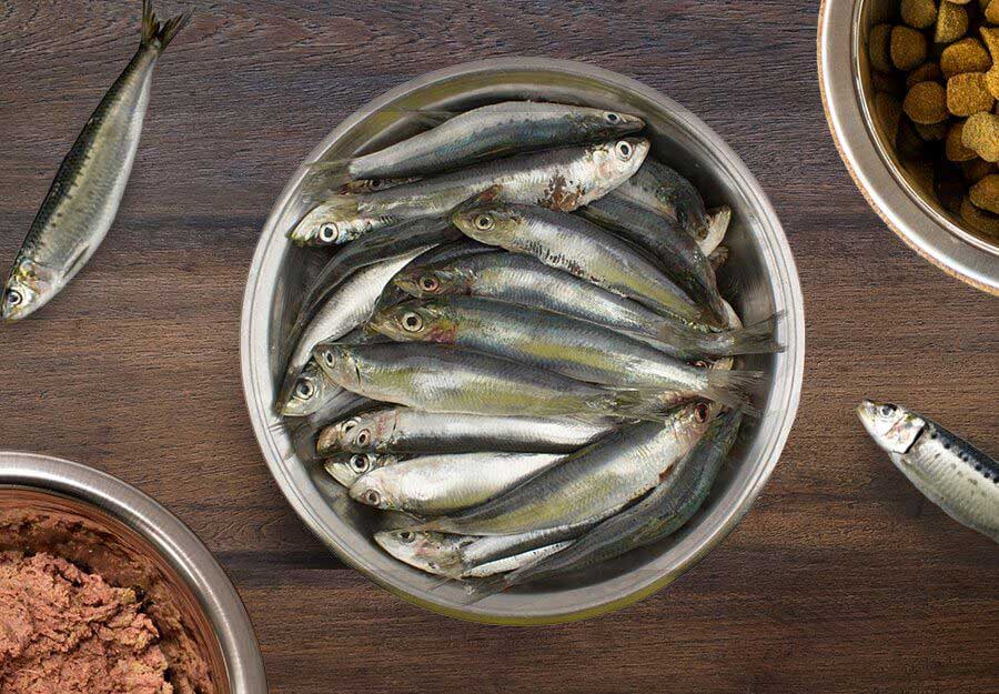 Sardines 1kg
