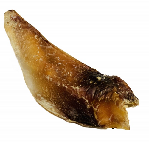 Moon Bone - (Dried Cartilage Not Bone)