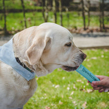 Ice Cream - Simply PAWfection Frozen Dog Treat - BLUEBERRY